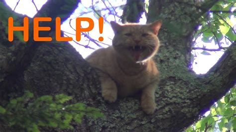 Cat Stuck In Tree Youtube