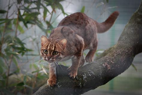Rusty Spotted Cat By ~blackice Wolf On Deviantartblackice Wolf