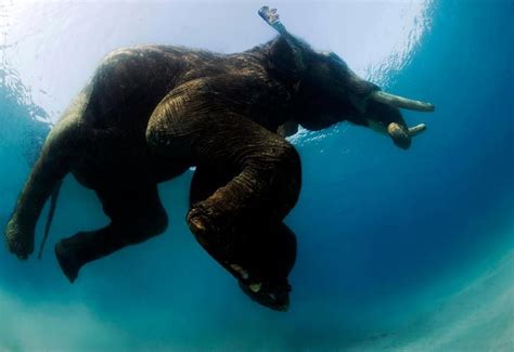 Incredible Can Elephants Swim Underwater References