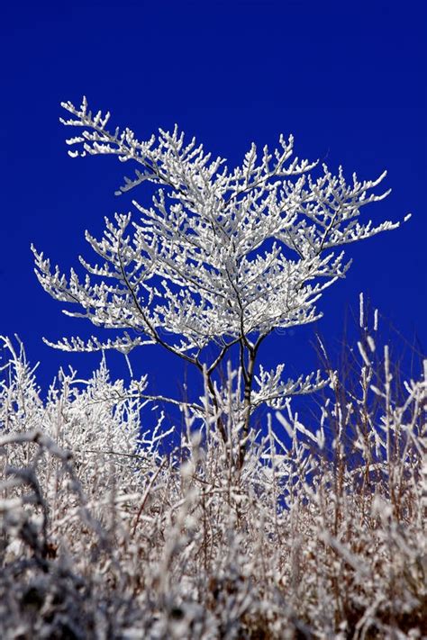 Snow Covered Winter Tree Stock Image Image Of Forest 7649957
