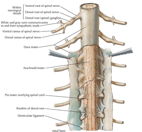 Spinal Cord External Features Learn Human Anatomy