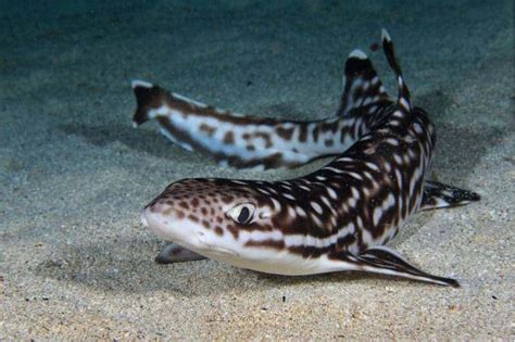 Made shark tank parody music video: Saltwater Aquarium Sharks for Home Aquarium (9 Things to ...