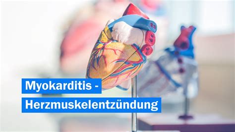 Herzmuskelentzündung — ↑myokarditis … das große fremdwörterbuch. Myokarditis bei Sportlern | Herzmuskelentzündung | Diagnostik und Therapie | Prävention - YouTube