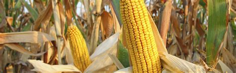 Our food supply chain management services allow you to digitize your entire food supply chain, so you can analyze and monitor your suppliers, materials and customers. Investors Cultivate More Sustainable Food Supply Chain ...