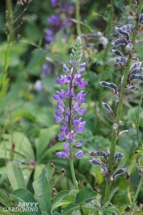 Varieties range from blue to white with shiny green, purple, and variegated foliage, upright blossom spikes, and a height about 6 inches. Purple Perennial Flowers: 24 Brilliant Choices for Gardens