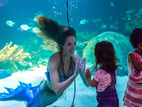 Odysea Aquarium To Debut Mermaid Magic On November 28