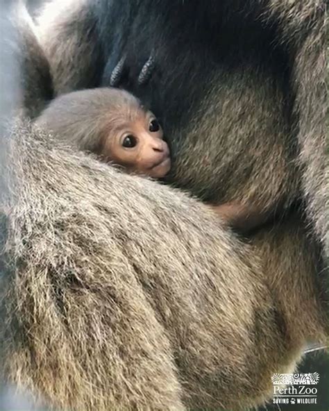 Javan Gibbon Baby Boy And Mum Perth Zoo Help Us Name Our Newest
