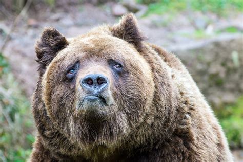 Bears Sadness Grizzly Bear Brown Bear Grizzly Bears Wallpapers Hd