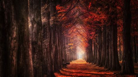 Nature Landscape Fall Atmosphere Leaves Path Trees Mist Daylight Road