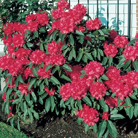 Lowes Multicolor Rhododendron Flowering Shrub In 225 Gallon S Pot