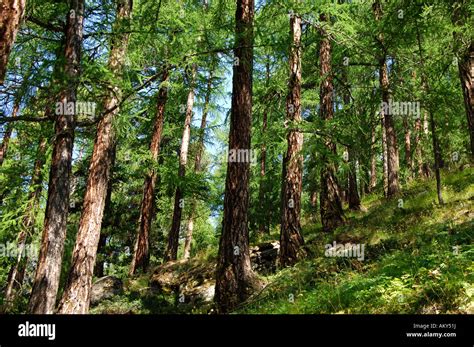Pines Mountain Forest Stock Photo Alamy