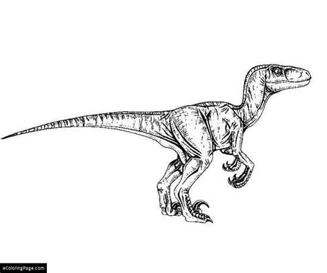 VelociraptorMalvorlagen Jurassic Park Velociraptor Coloring Page Free