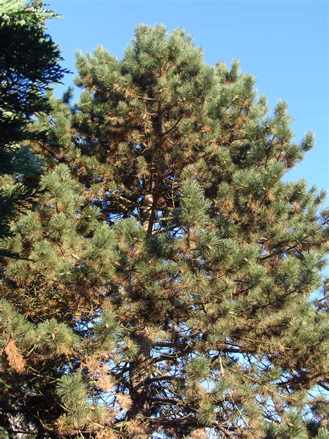 Pin Noir Dautriche Pinus Nigra Arn Subsq Nigra Arboretum De