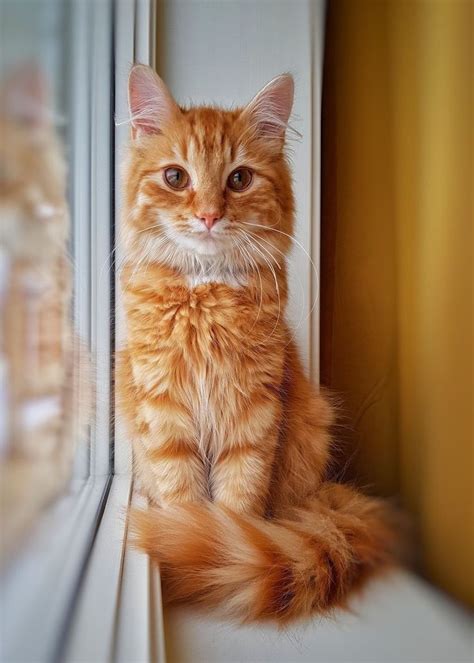 395 Best Ginger Marmalade Orange Or Red Cats Images On Pinterest