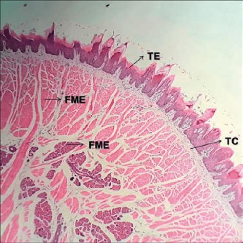 Língua FME fibras musculares estriadas TC tecido conjuntivo TE
