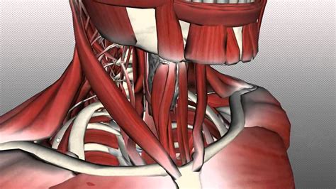 Back Of Neck Anatomy Neck Muscles Anatomy Anterior Triangle Part