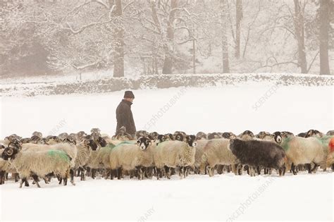 Farmer Feeding Sheep In Winter Stock Image C0265253 Science