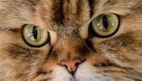 comment voit un chat tout savoir sur la vision du chat assur o poil