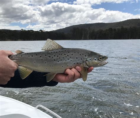 Dry Fly Fishing Tasmania Trout Tales Tasmania