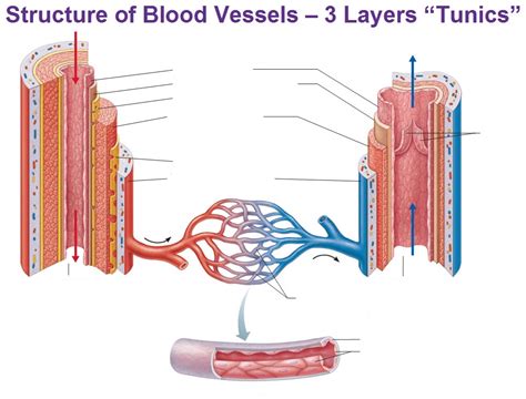 Blood vessel labeling 9p image quiz. CLASS BLOG: BIO 202 Vessels WORKSHEET