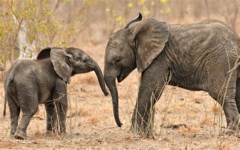 Download Wallpapers Little Elephants Cute Animals Africa Wildlife