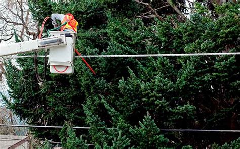 Who Is Responsible For Tree Limbs On Power Lines