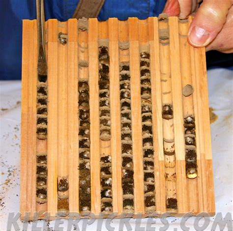 There a number of good tutorials on the internet on making mason bee houses. Diy Mason Bee House Plans