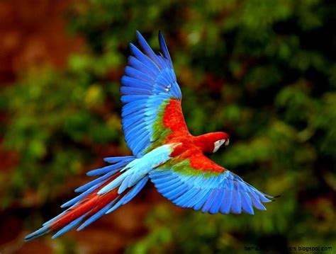 Real Rainforest Animals Amazing Wallpapers
