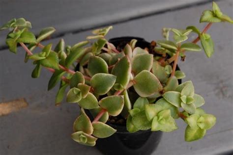 How to propagate crassula marginalis rubra variegata calico kitten. Crassula marginalis rubra 'Variegata' (Calico Kitten ...