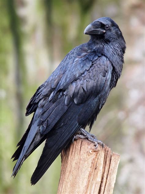Standing Raven Lrg Raven Bird Bird Photography Raven Pictures