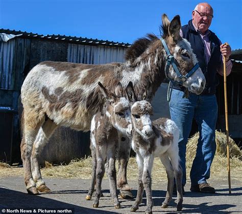 Flipboard Twonkeys Donkey Gives Birth To Britains Only Known Living