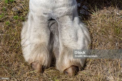 Foto De Closeup De Uma Pata De Camelo Branca E Mais Fotos De Stock De