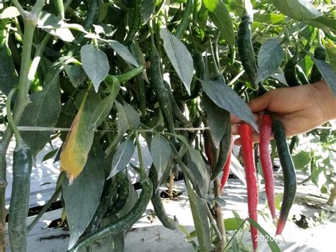 Check spelling or type a new query. Cara Alami Menjaga Tanaman Cabe dari Serangan Semut Merah ...