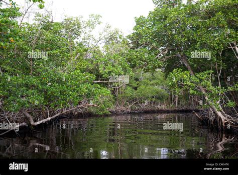 Mangrove Forest In The Florida Everglades Usa Stock Photo Alamy