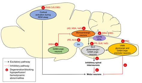 Rapid Eye Movement Sleep Behavior Disorder And Neurodegenerative Diseases An Update