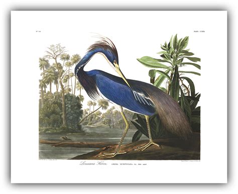 John James Audubon Louisiana Heron Birds Of America Plate 217