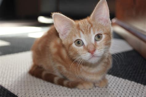 Ginger Female Domestic Short Hair Cat In Vic Petrescue