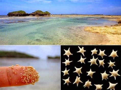 The Sand In Okinawa Japan Looks Like Thousands Of Tiny 1mm Stars