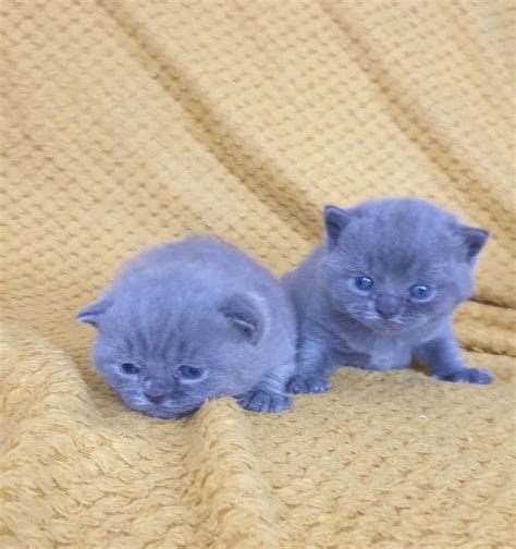 Blue British Shorthair Kittens Gccf Registered In Middleton