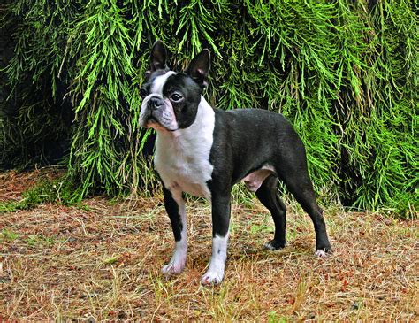 The boston terrier requires a certain amount of mental and physical activity. Boston Terrier - Dog Breed history and some interesting facts