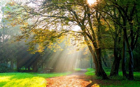 배경 화면 햇빛 나무 숲 분기 녹색 아침 안개 태양 광선 흙길 밀림 통로 가을 잎 시즌 목초지