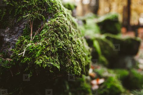 Macro Photography Of Green Moss On Stones In A Northern Forest Nature