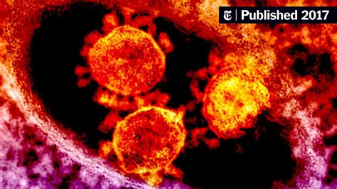 A Federal Ban On Making Lethal Viruses Is Lifted The New York Times