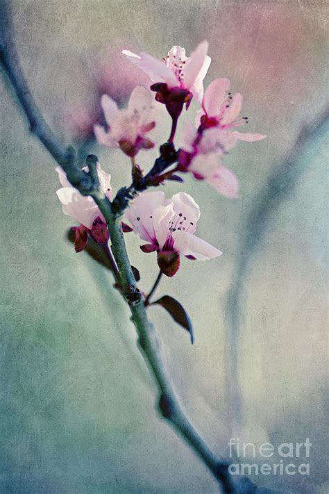 Cherry Blossom Blues Photograph By Alex Greenshpun