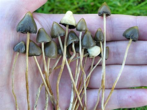 Uk Liberty Caps Mushroom Hunting And Identification Shroomery