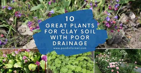 The Best Plants For Clay Soil With Poor Drainage Updated Pond Informer