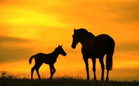 Cute Horse Wallpapers Top Free Cute Horse Backgrounds Wallpaperaccess