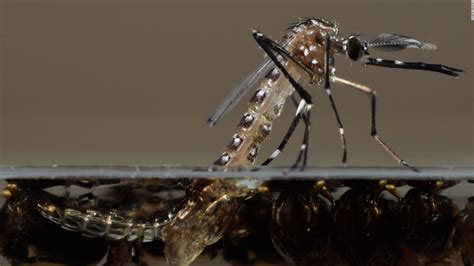 Gmo Mosquito In Zika Fight Genes Kill The Offspring Cnn