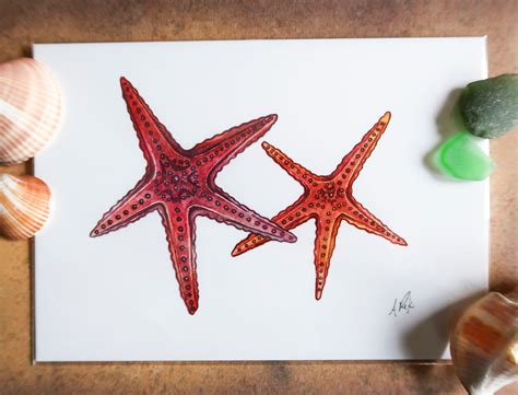 Illustrated Watercolor Starfish Etsy