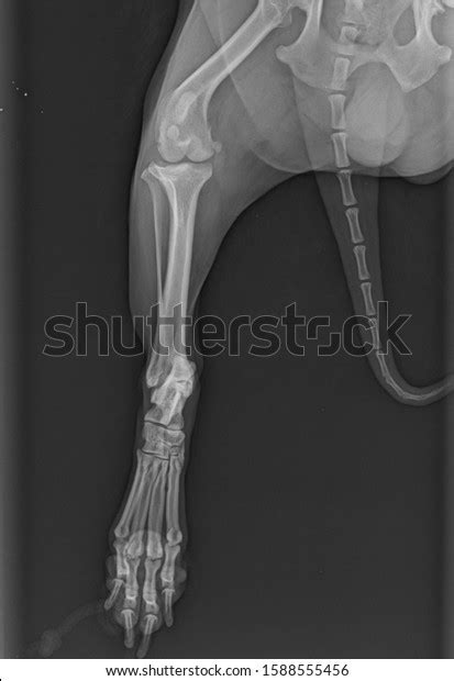 How Much Is A Xray On A Dogs Leg